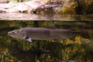 Obični timen Obični timen